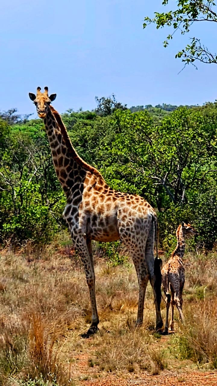 Giraffe standing and looking at the camera