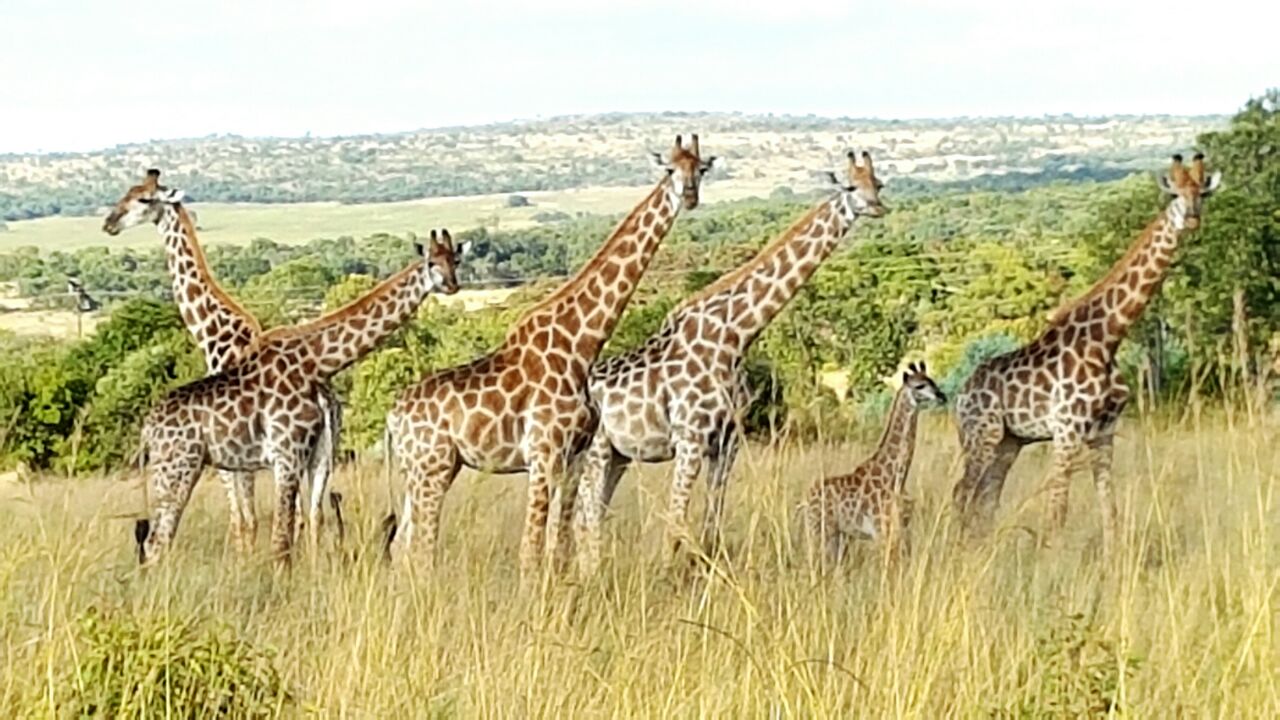 Group of giraffes near the estate landscape
