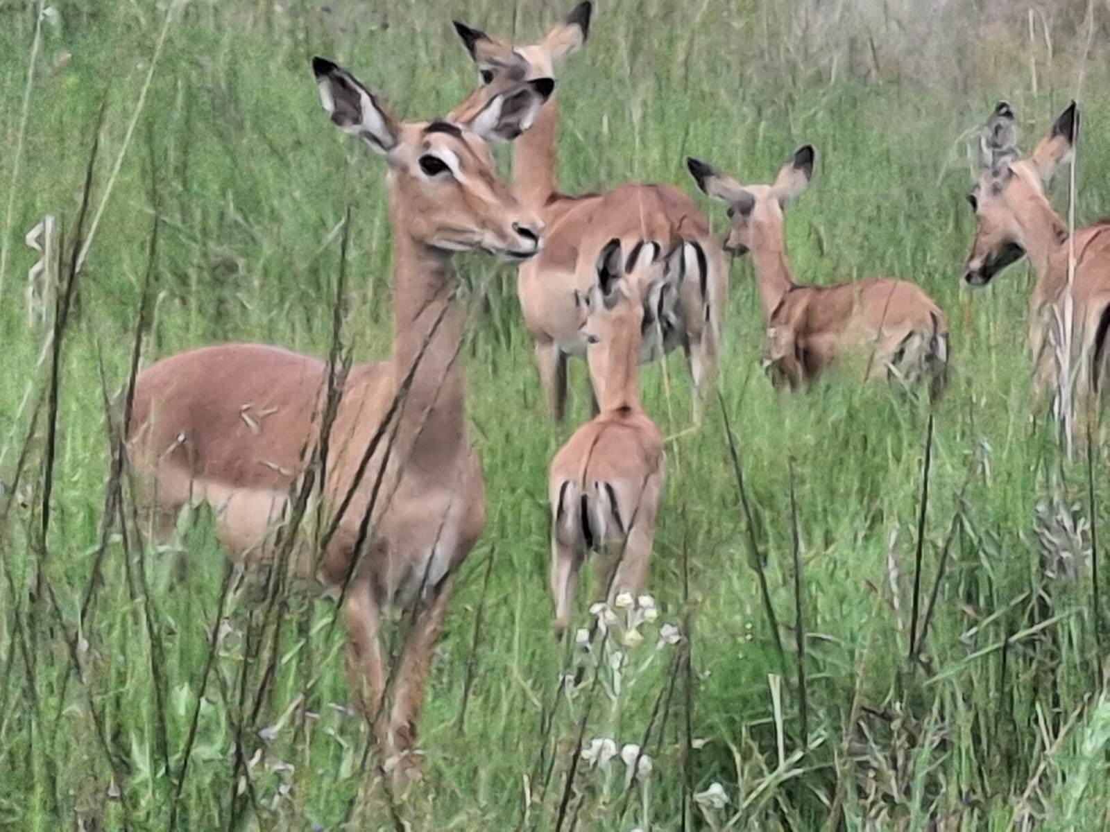 Impala moving through the bushveld