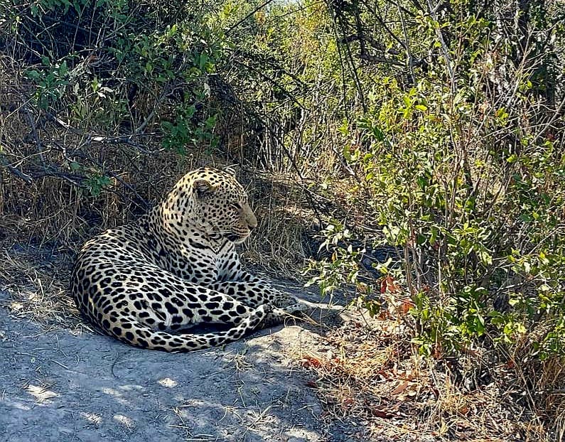 Leopard in the bushveld