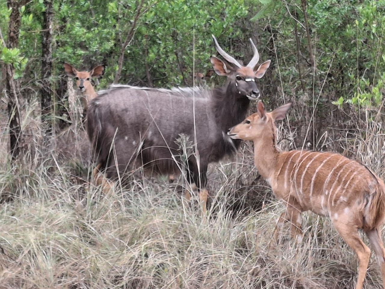 Nature and game at Nylsoog