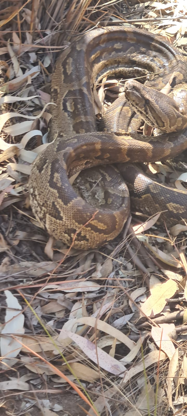 Snake captured in the Waterberg bushveld