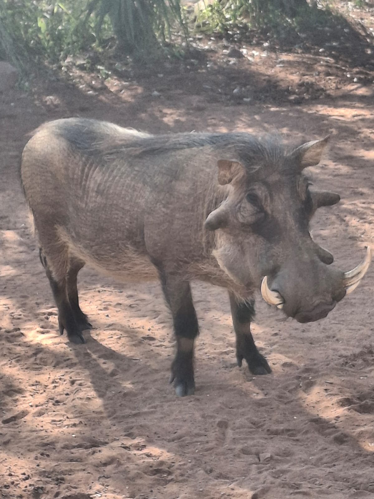 Warthog in the bushveld