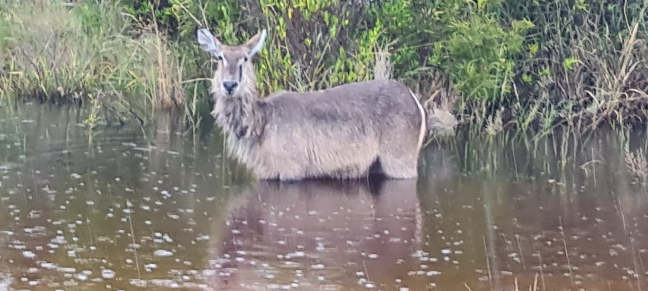 Waterbuck captured in the Waterberg bushveld