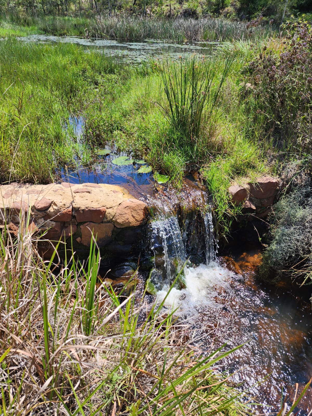 Bushveld landscape at Nylsoog