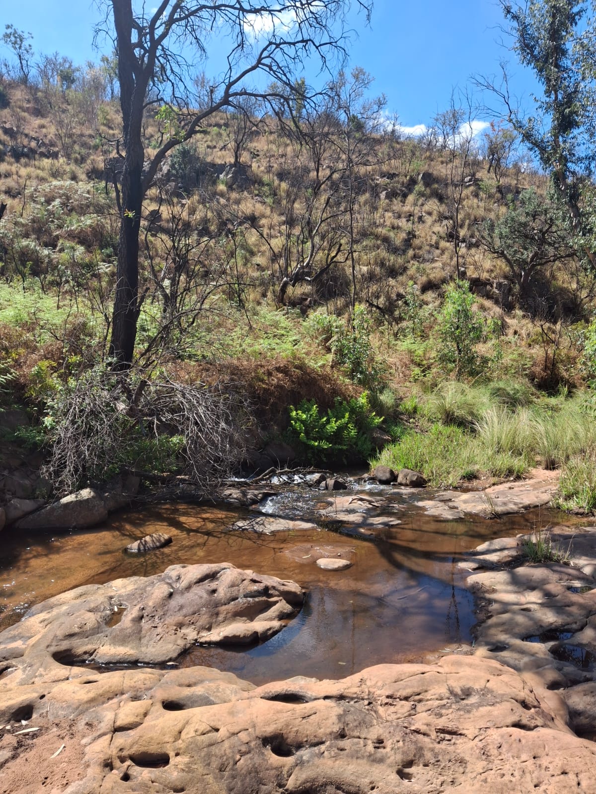 Valley and tree cover